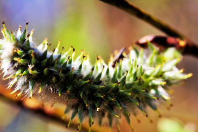 Nature Images from my Archive: Summer 2007