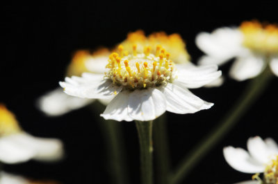 Image 38.jpg