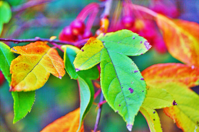 Images of Late Autumn Leaves