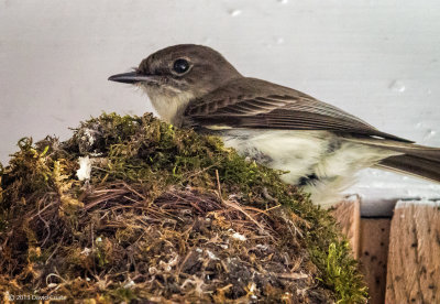 Phoebe on nest