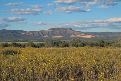 Kaibab National forest