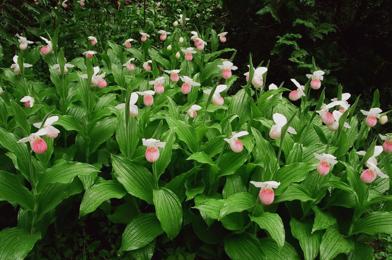 Cypripedium reginae Bruce Peninsula Ontario 6/29/2014