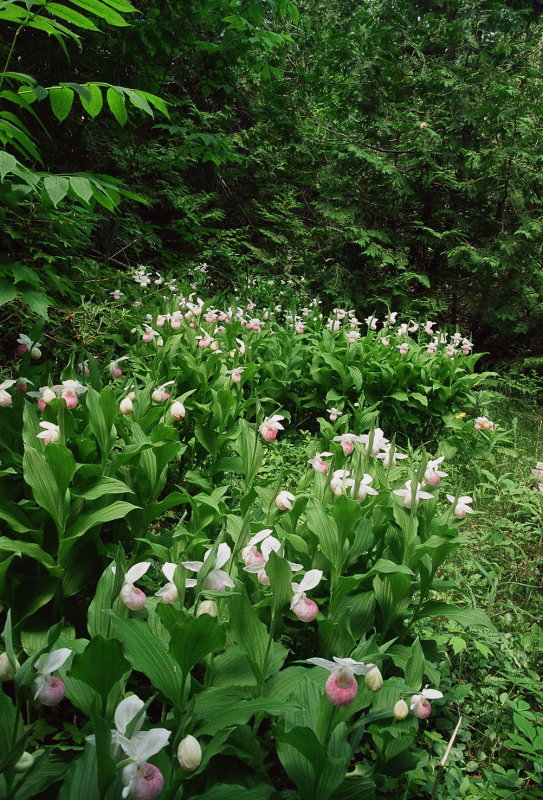 Massive colony of Cypripedium reginae Bruce Peninsula Ontario 6/29/2014  