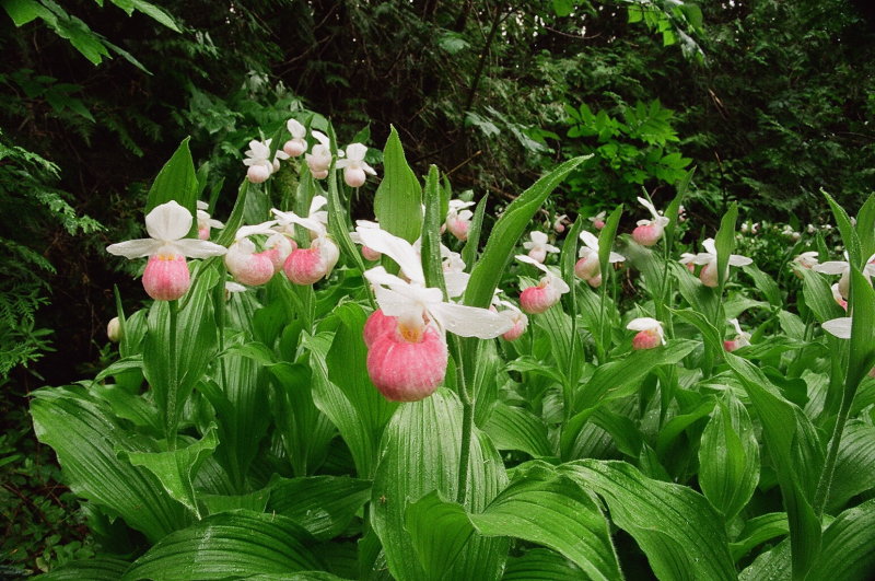 Cypripedium reginae Bruce Peninsula Ontario 6/29/2014