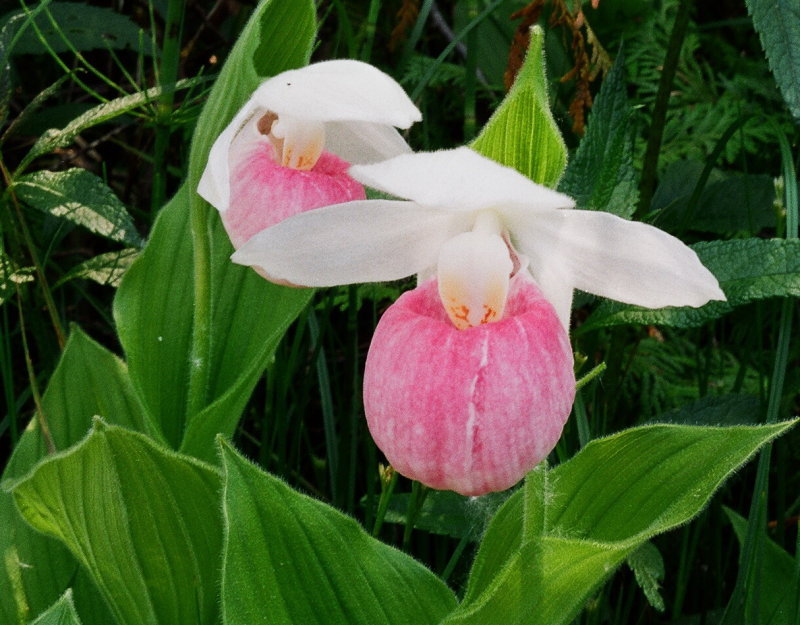 Cypripedium reginae Bruce Peninsula Ontario 6/29/2014