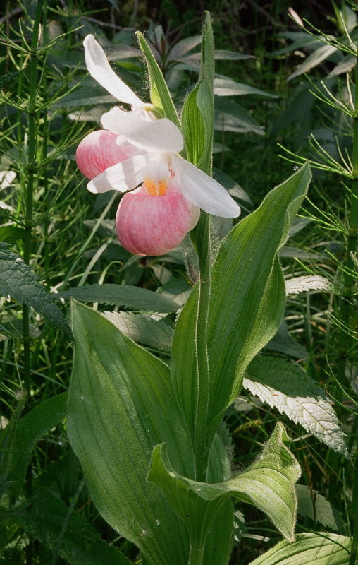 Cypripedium reginae Bruce Peninsula Ontario 6/29/2014