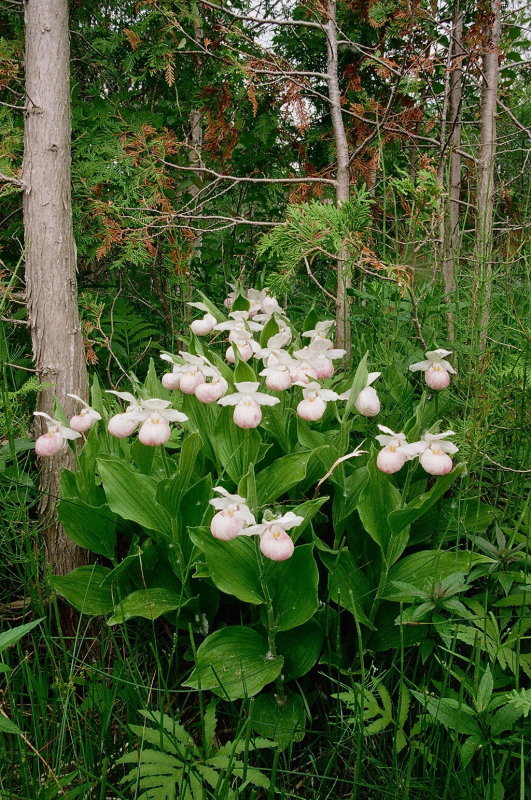 Almost pure white! Cypripedium reginae, second site, Bruce Peninsula Ontario 6/29/2014
