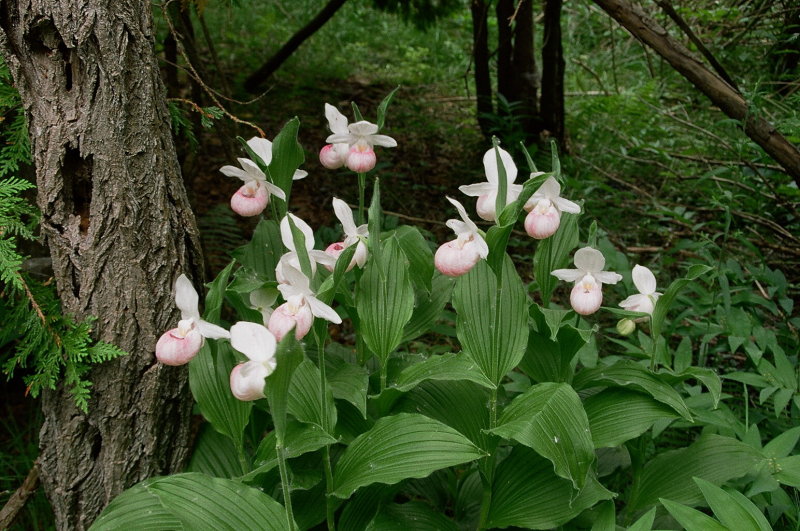Cypripedium reginae, second site,  Bruce Peninsula Ontario 6/29/2014