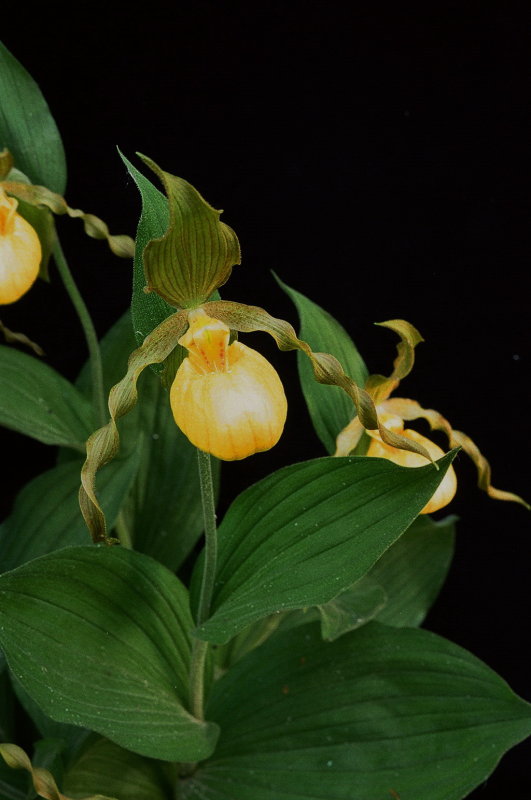 Cypripedium parviflorum var. pubescens Tobermory Ont 6/29/2014