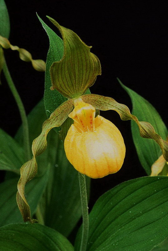 Cypripedium parviflorum var. pubescens Tobermory Ont 6/29/2014
