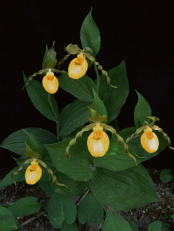 Cypripedium parviflorum var. pubescens Tobermory Ont 6/29/2014