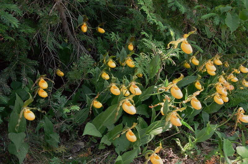 Massive roadside colony of Cypripedium parviflorum var. pubescens Tobermory Ont 6/29/2014