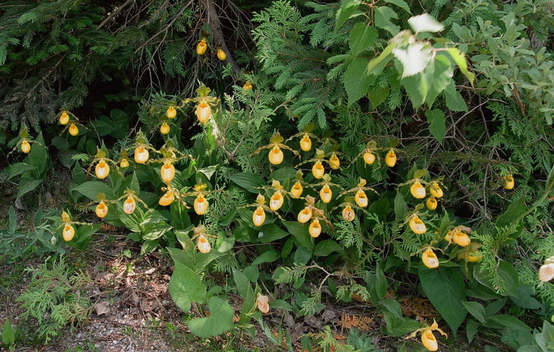 Impressive roadside colony of Cypripedium parviflorum var. pubescens Tobermory Ont 6/29/2014