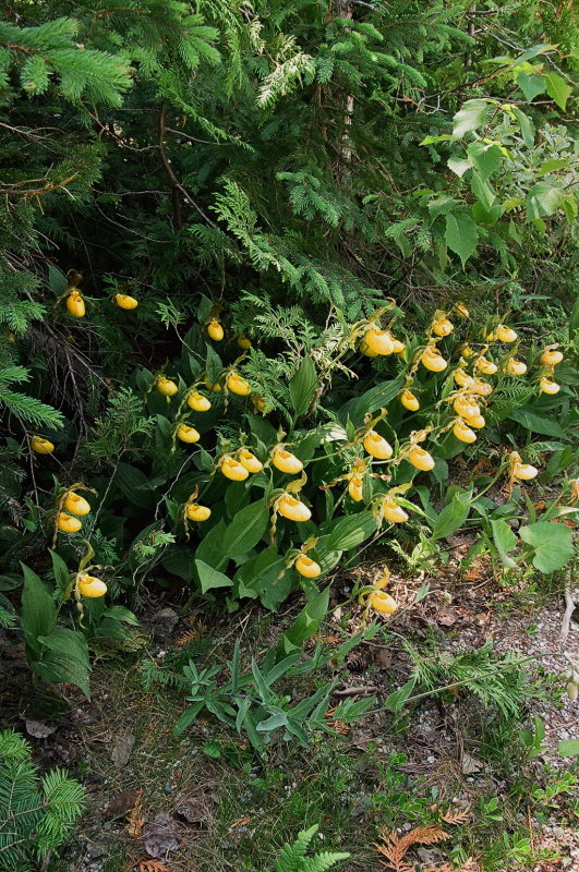 Impressive roadside colony of Cypripedium parviflorum var. pubescens Tobermory Ont 6/29/2014