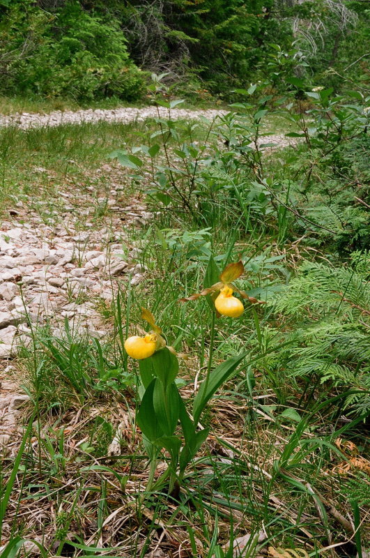 Cypripedium parviflorum var. pubescens Bruce Peninsula Natl Park Ont 6/29/2014