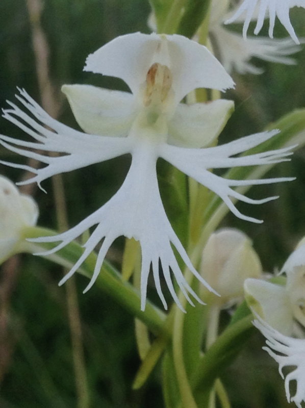 Platanthera leucophaea near Fremont Ohio 7/4/2014 