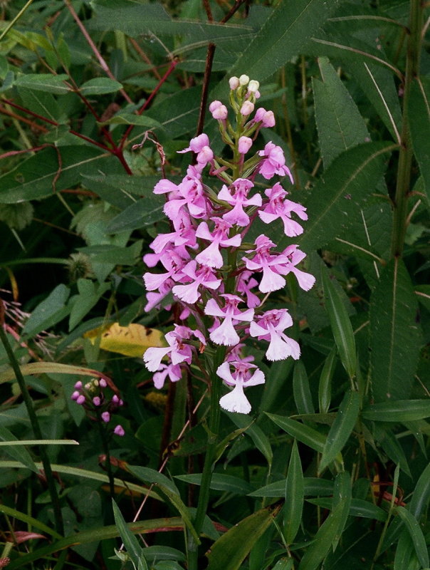 Platanthera peramoena near Millersburg Pennsylvania 7/26/2014 