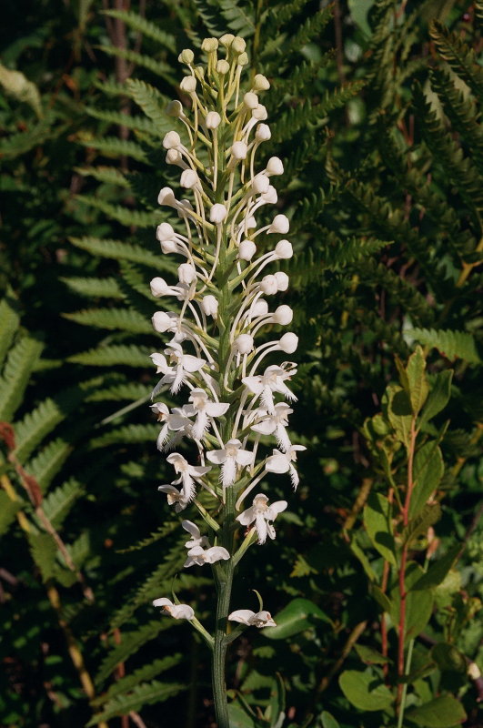 Platanthera blephariglottis, very tall specimen, eastern Pennsylvania 7/26/2014 