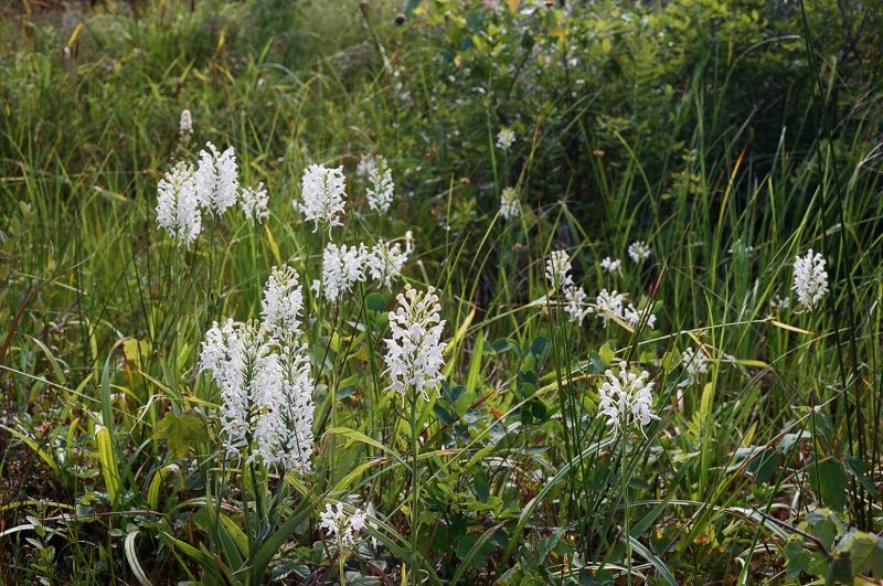 Platanthera blephariglottis eastern Pennsylvania 7/26/2014 