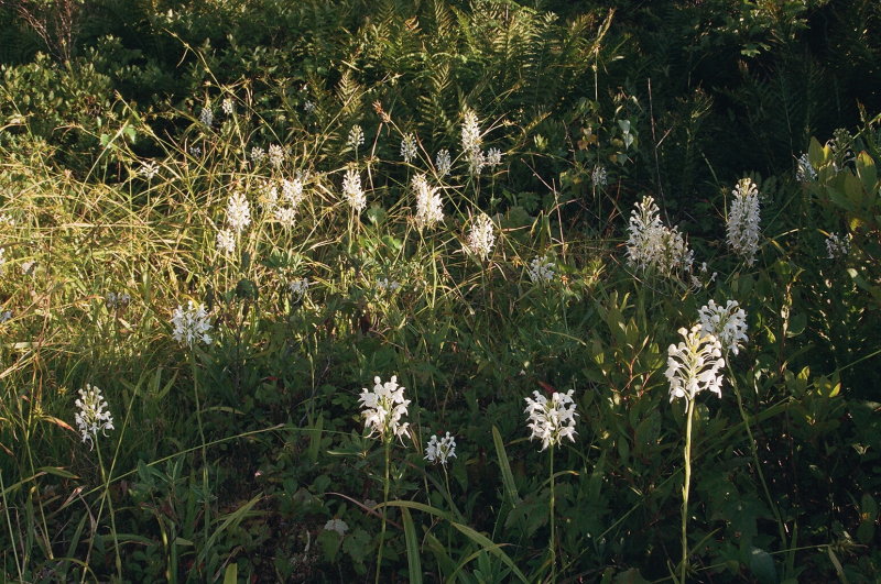Platanthera blephariglottis eastern Pennsylvania 7/26/2014 