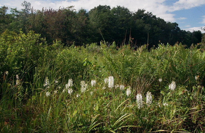 Platanthera blephariglottis eastern Pennsylvania 7/26/2014 