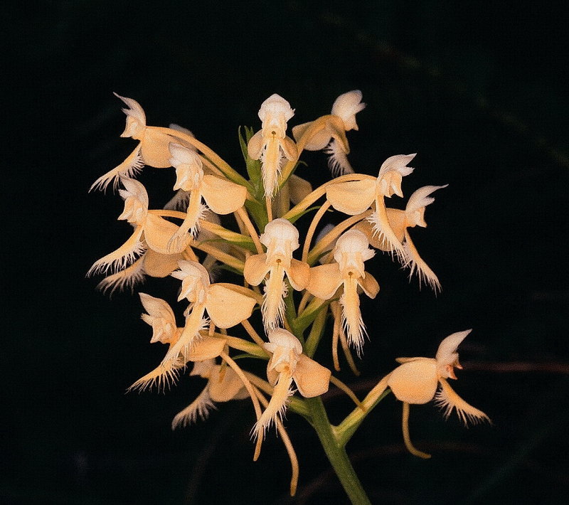 Platanthera x bicolor (cross between P. blephariglottis & P. ciliaris) eastern PA 7/26/2014