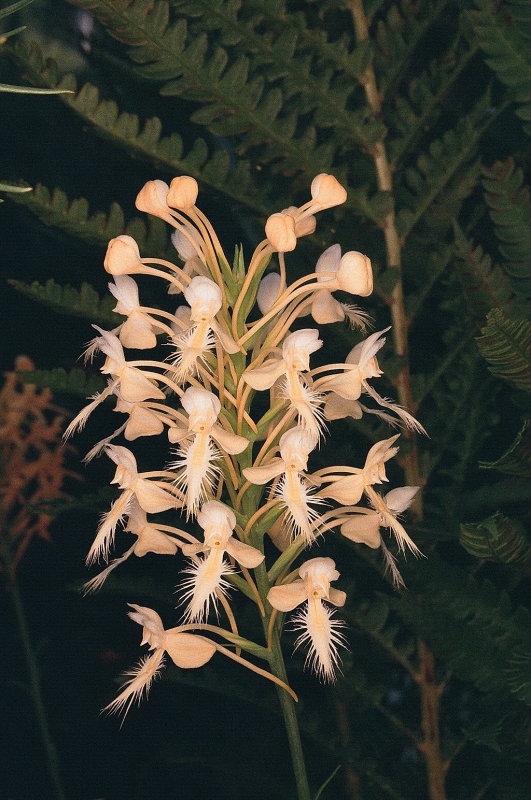 Platanthera x bicolor (cross between P. blephariglottis & P. ciliaris) eastern PA 7/26/2014