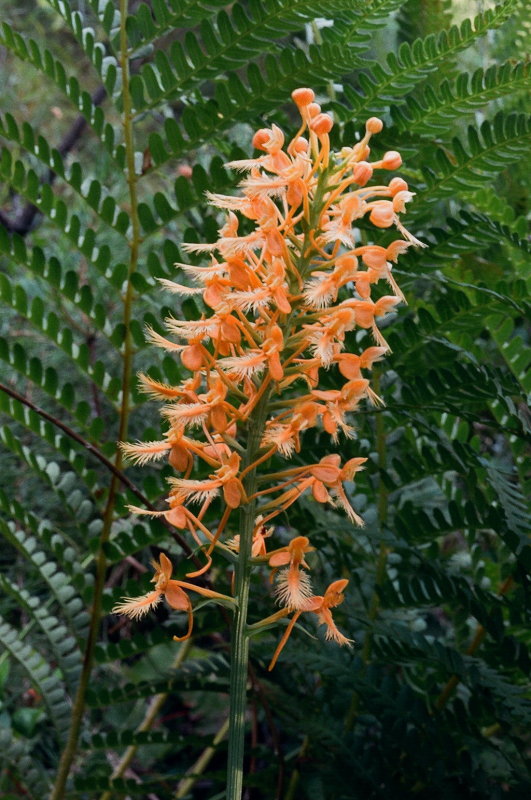  Platanthera ciliaris eastern PA 7/26/2014