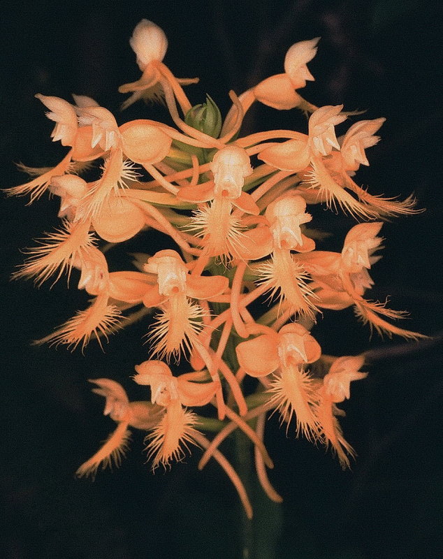  Platanthera ciliaris eastern PA 7/26/2014