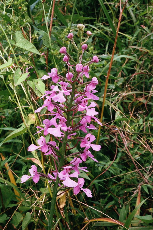 Platanthera peramoena near Millersburg Pennsylvania 7/26/2014 