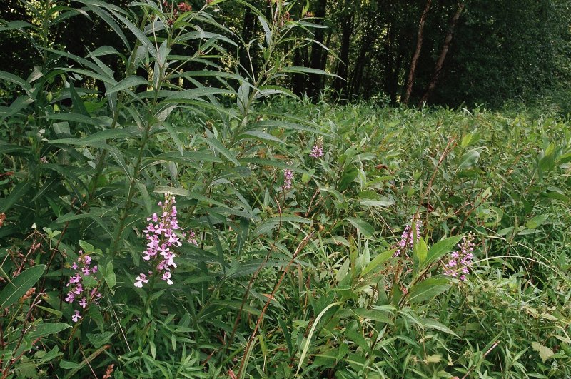 Platanthera peramoena near Millersburg Pennsylvania 7/26/2014 