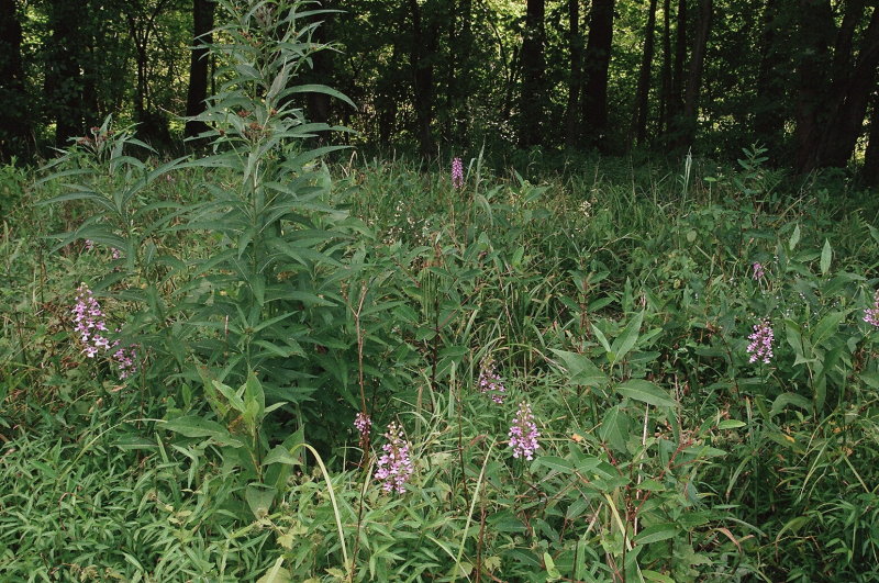 Platanthera peramoena near Millersburg Pennsylvania 7/26/2014 