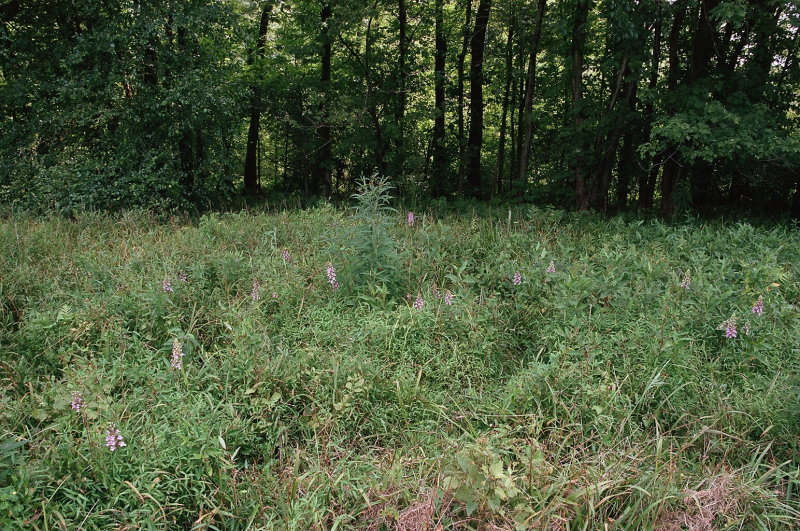 Platanthera peramoena near Millersburg Pennsylvania 7/26/2014 
