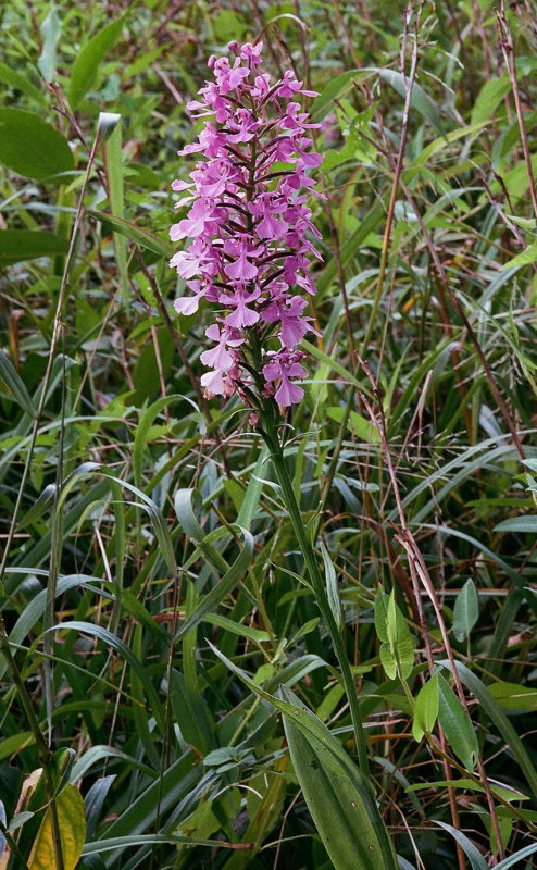 Platanthera peramoena near Millersburg Pennsylvania 7/26/2014 
