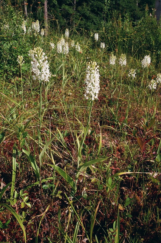 Platanthera blephariglottis eastern Pennsylvania 7/26/2014 