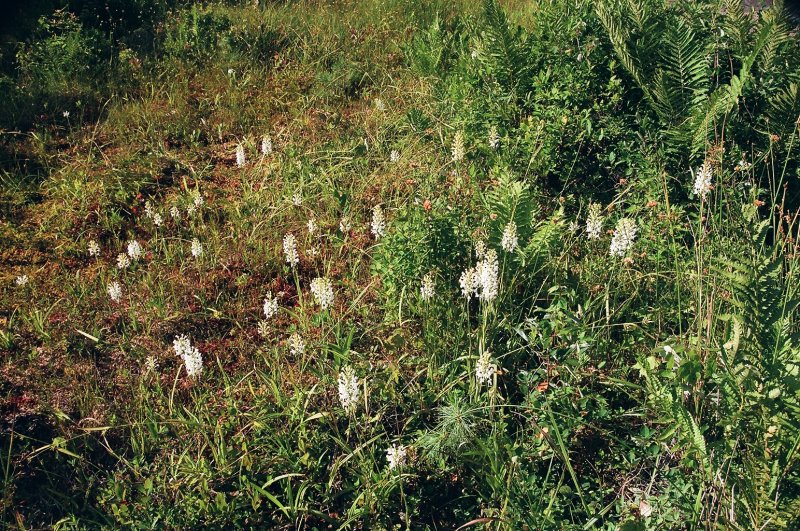 Platanthera blephariglottis eastern Pennsylvania 7/26/2014 