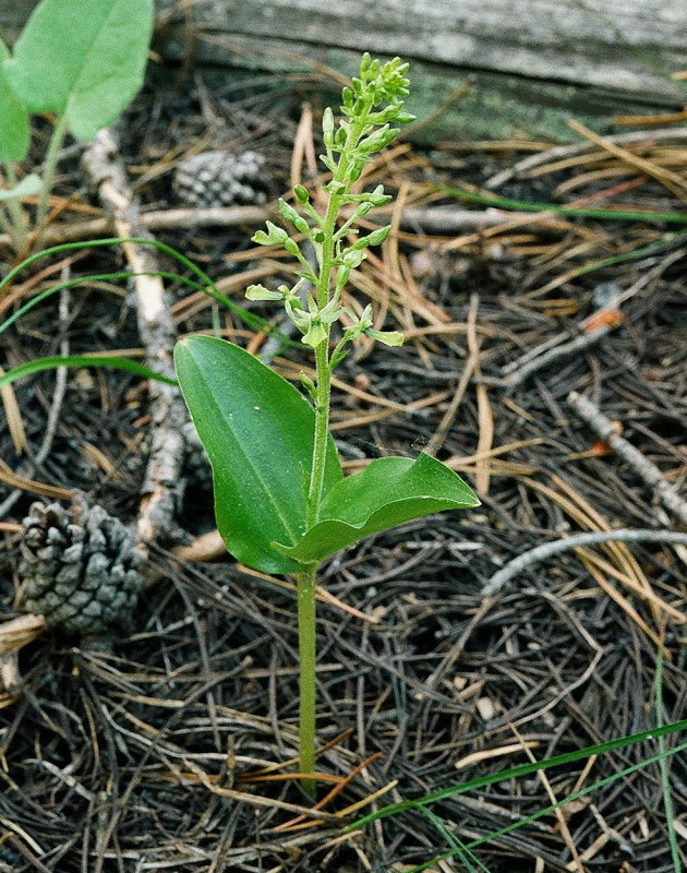 Neottia (Listera) banksiana (Northwestern Twayblade) Just opening - Grand Teton Natl Park 7/9/2014 