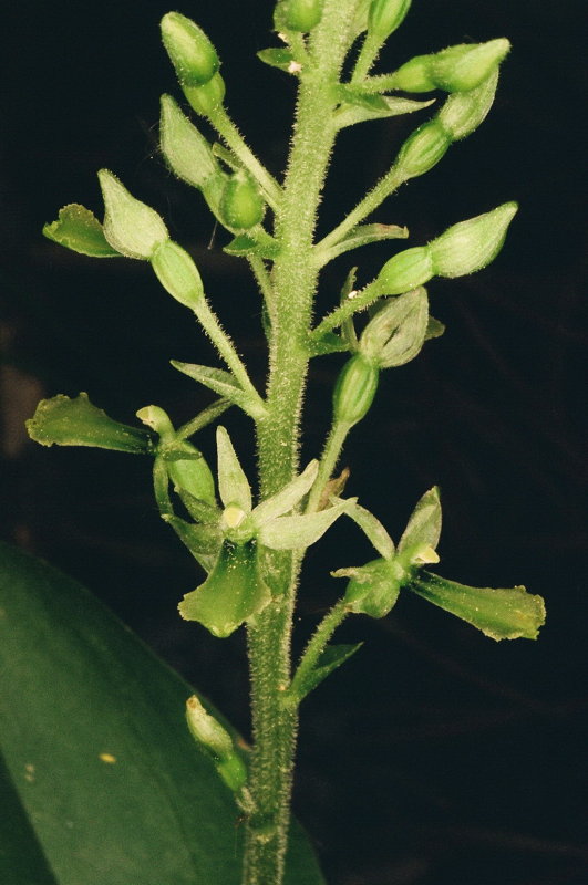 Neottia (Listera) banksiana (Northwestern Twayblade) Grand Teton Natl Park 7/9/2014 