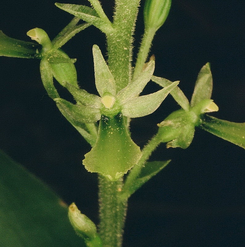 Neottia (Listera) banksiana (Northwestern Twayblade) Close-up of very tiny flower. Grand Teton Natl Park 7/9/2014 