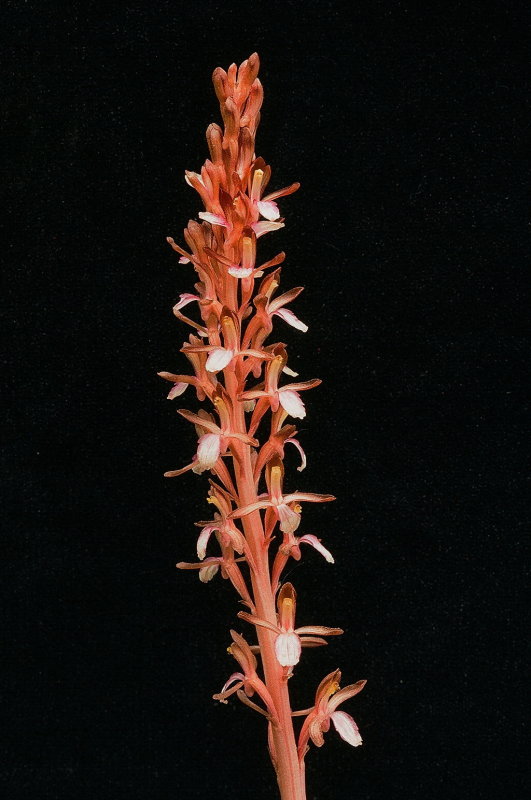 Corallorhiza mertensiana (Mertens Coralroot) natural light w. black background. Grand Teton Natl Park 7/9/2014 