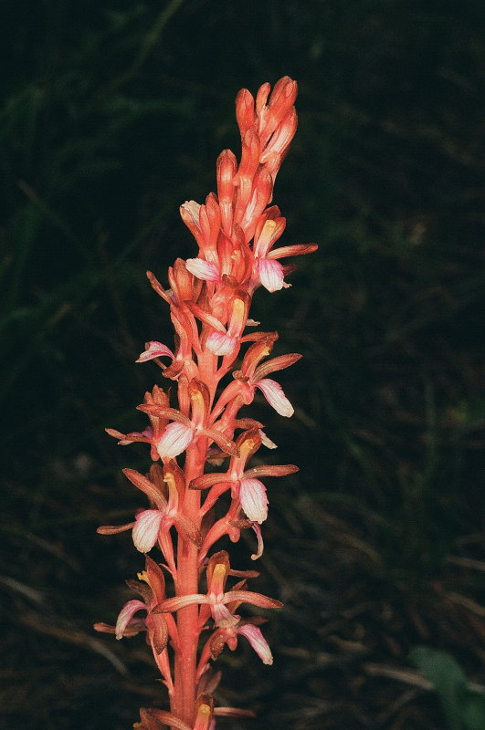 Corallorhiza mertensiana (Mertens Coralroot) w. ring-flash. Grand Teton Natl Park 7/9/2014