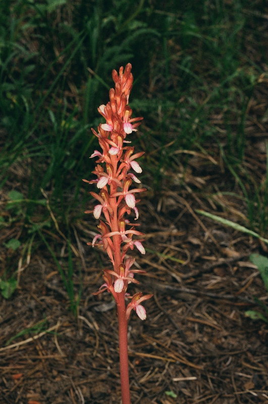 Corallorhiza mertensiana (Mertens Coralroot) Grand Teton Natl Park 7/9/2014