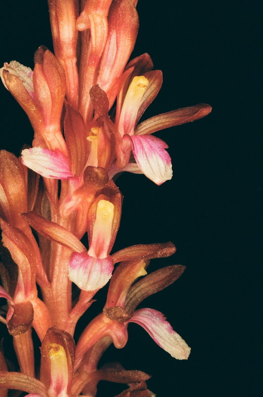 Corallorhiza mertensiana (Mertens Coralroot) w. white lip. Grand Teton Natl Park 7/9/2014