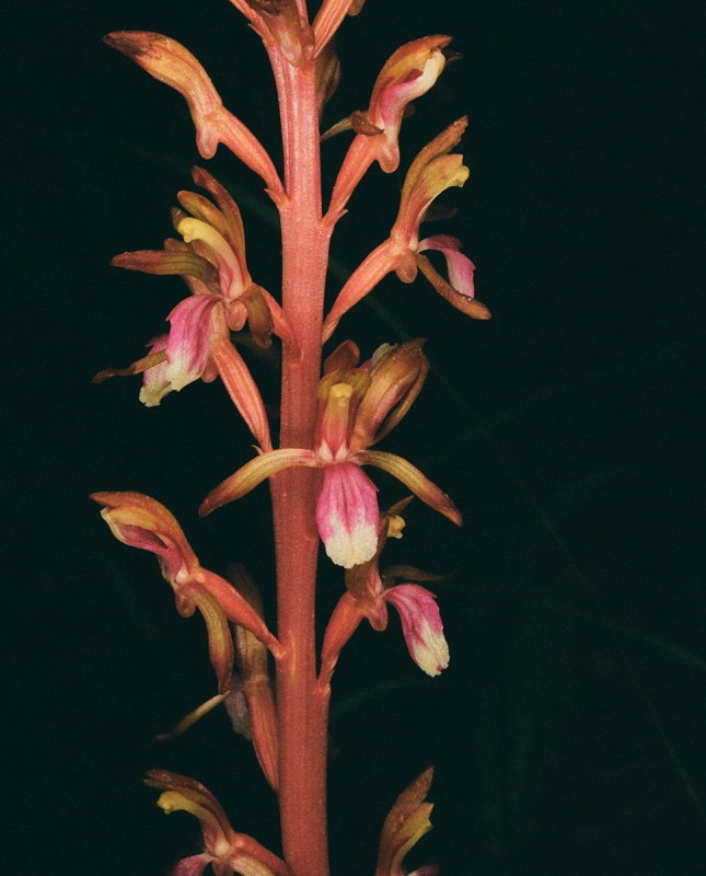 Corallorhiza mertensiana (Mertens Coralroot) w. red & white lip. Grand Teton Natl Park 7/9/2014