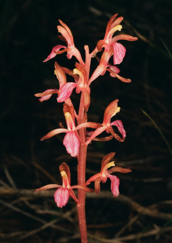 Corallorhiza mertensiana (Mertens Coralroot) w. red lip. Grand Teton Natl Park 7/9/2014