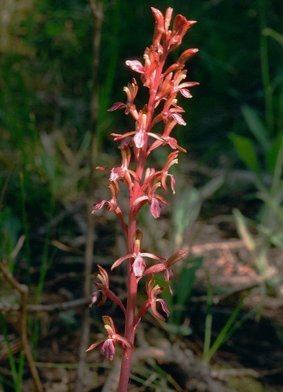 Corallorhiza mertensiana (Mertens Coralroot) Grand Teton Natl Park 7/9/2014