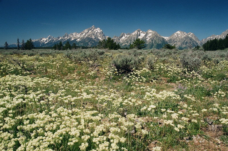 Eriogonum umbellatum (Sulfur Buckwheat) Grand Teton Natl Park 7/8/2014