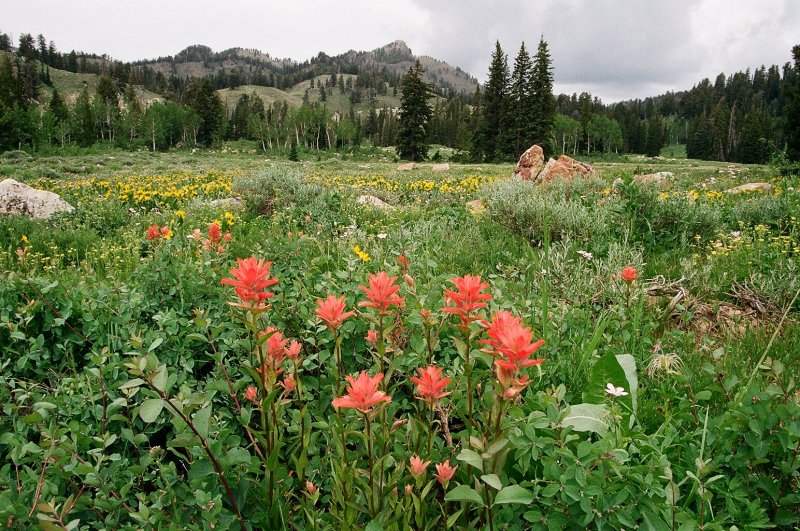 Castilleja miniata (Giant Red Paintbrush) Bear River Range Utah 7/11/2014