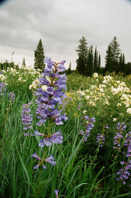  Penstemon cyananthus (Wasatch Beardtounge) w. Polemonium foliosissimum (Leafy Jacobs Ladder) Bear River Range Utah 7/11/2014