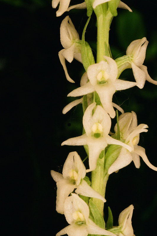 Platanthera dilatata var. dilatata (Bog Candle) Bear River Range Utah 7/11/2014